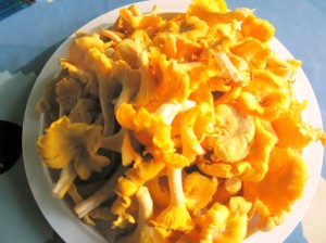 Kantareller plukket i skoven