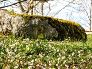 Anemoner ved bækken